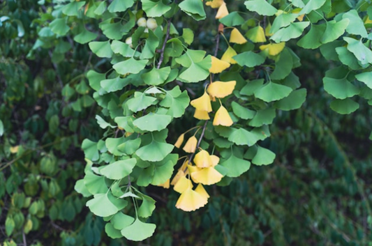Ginkgo Biloba: Benefits, Uses, and Side Effects