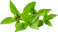  Holy Basil 