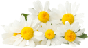  Chamomile 