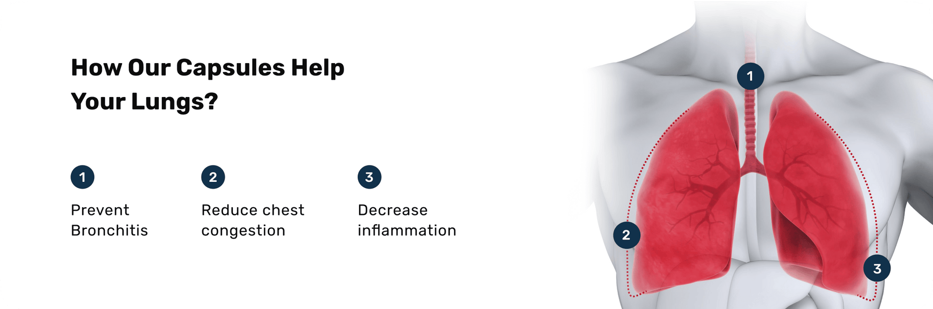 files/How_our_Capsules_help_your_Lungs.png
