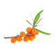  Sea Buckthorn 