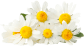  Chamomile Extracts 