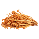 files/cordyceps.png