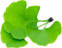  Ginkgo Biloba Extract 